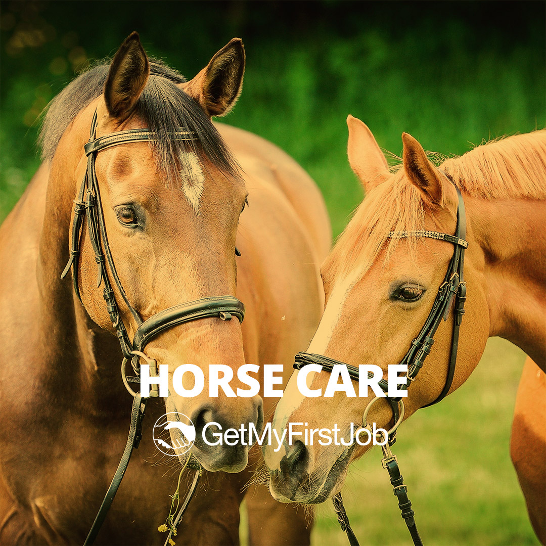 Horse Care Apprenticeships